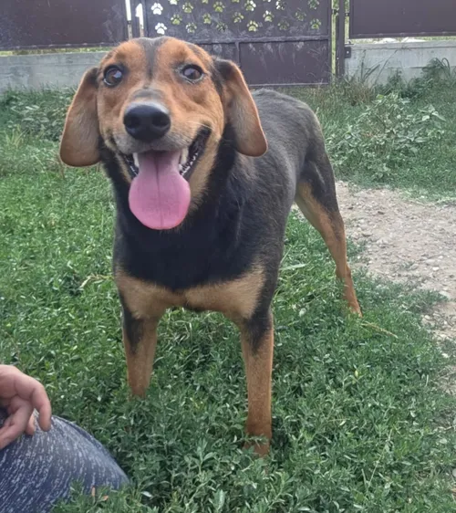 Nami, a medium rescue dog available for adoption from Bosnia