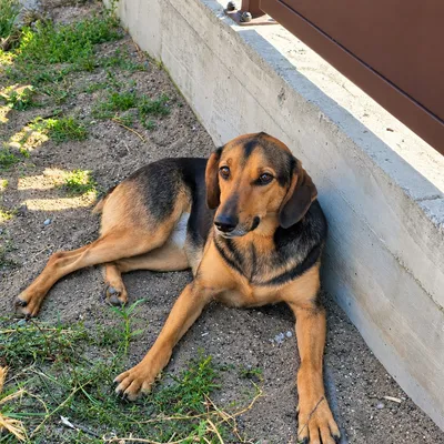 Luna photo 2