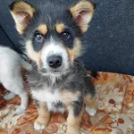 Rescued dog 1