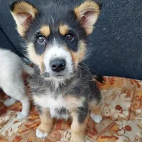 Rescued dog 1