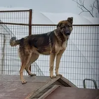Rescued dog 2