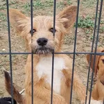 Rescued dog 3