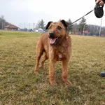 Rescued dog 4