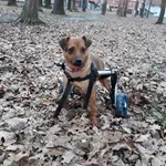 Rescued dog 5