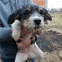 Rescued dog 6