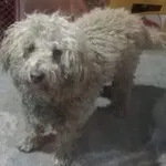 Rescued dog 7