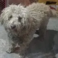 Rescued dog 7