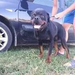 Rescued dog 8