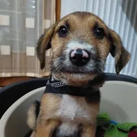 Rescued dog 9