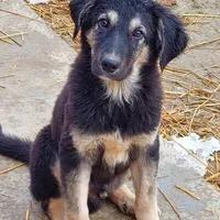 Rescued dog 10