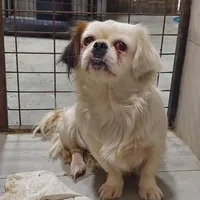 Rescued dog 11