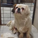 Rescued dog 11