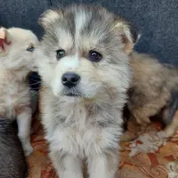 Rescued dog 12