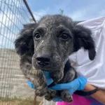Rescued dog 13