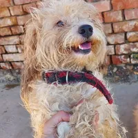 Rescued dog 14