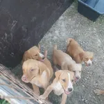 Rescued dog 15