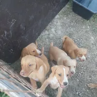 Rescued dog 15
