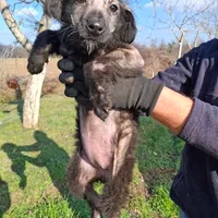 Rescued dog 16
