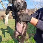 Rescued dog 16