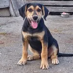 Rescued dog 17