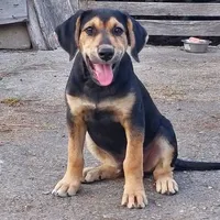 Rescued dog 17