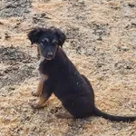 Rescued dog 18
