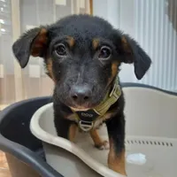 Rescued dog 19