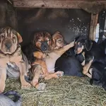 Rescued dog 20