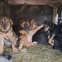 Rescued dog 20