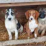 Rescued dog 21