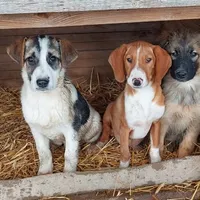 Rescued dog 21