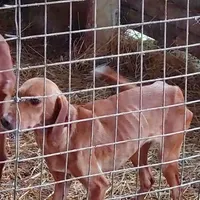 Rescued dog 22