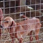 Rescued dog 22