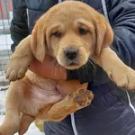 Rescued dog 23