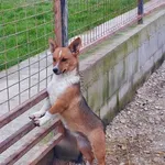 Rescued dog 24
