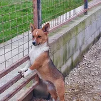 Rescued dog 24