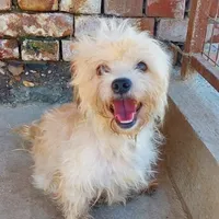 Rescued dog 25