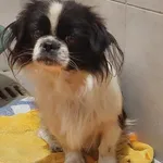 Rescued dog 26