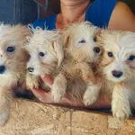 Rescued dog 28