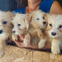 Rescued dog 28