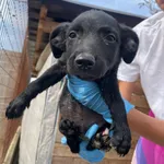 Rescued dog 29