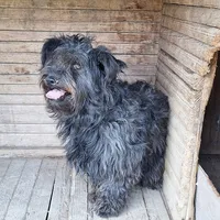 Rescued dog 30