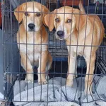 Rescued dog 32