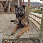 Rescued dog 33