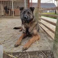 Rescued dog 33