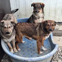 Rescued dog 34