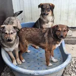 Rescued dog 34