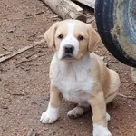 Rescued dog 35