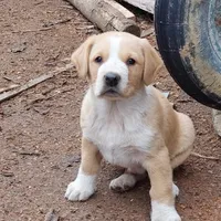 Rescued dog 35