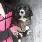 Rescued dog 36